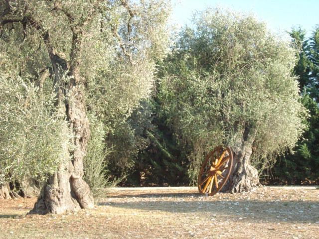 Villa La Piana Di Calena Peschici Zimmer foto